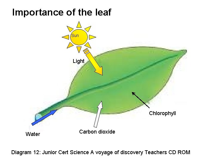 Importance of the leaf Sun Light Chlorophyll Water Carbon dioxide Diagram 12: Junior Cert