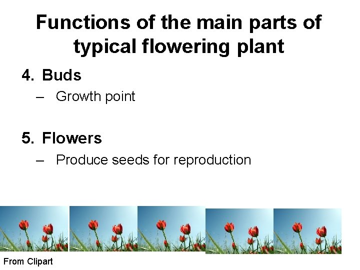 Functions of the main parts of typical flowering plant 4. Buds – Growth point