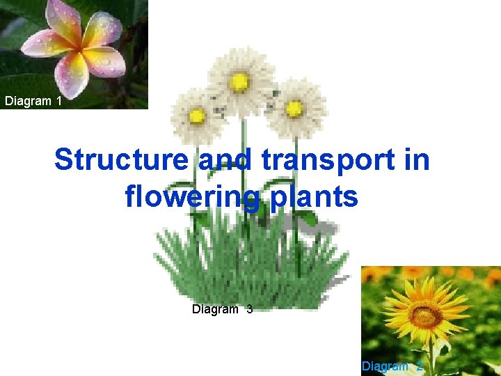 Diagram 1 Structure and transport in flowering plants Diagram 3 Diagram 2 
