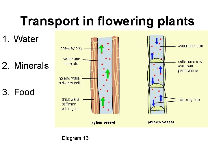  Transport in flowering plants 1. Water 2. Minerals 3. Food Diagram 13 