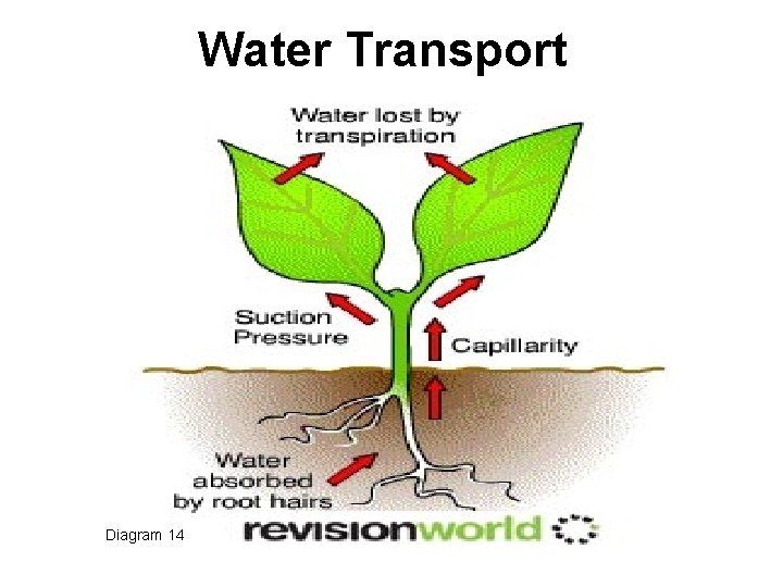 Water Transport Diagram 14 