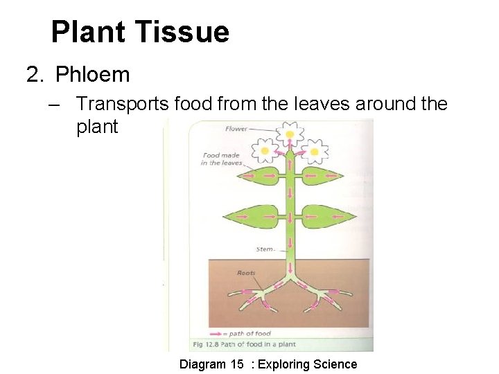 Plant Tissue 2. Phloem – Transports food from the leaves around the plant Diagram