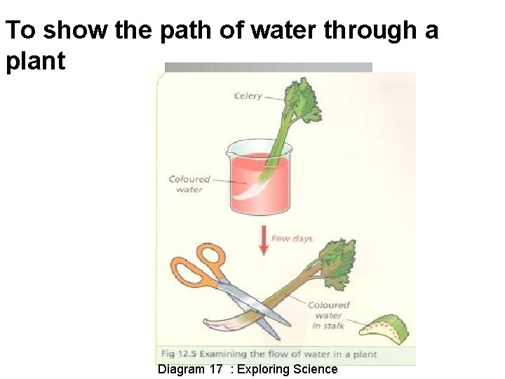 To show the path of water through a plant Diagram 19 Diagram 18 Diagram