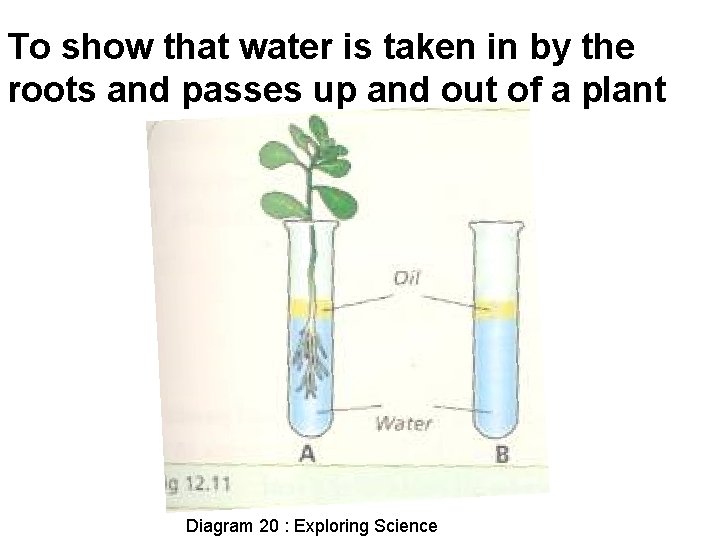 To show that water is taken in by the roots and passes up and