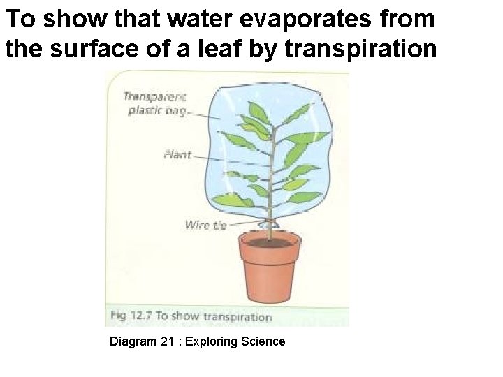 To show that water evaporates from the surface of a leaf by transpiration Diagram