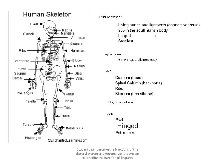 Students will describe the functions of the skeletal system and deconstruct the system to