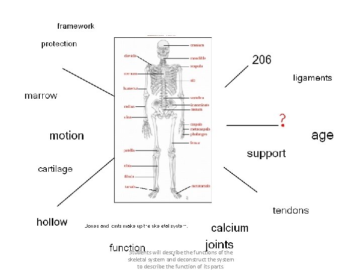 Students will describe the functions of the skeletal system and deconstruct the system to