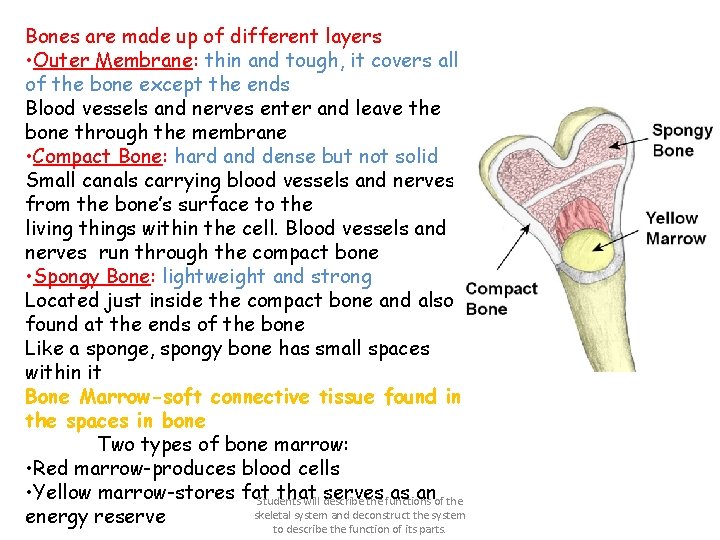 Bones are made up of different layers • Outer Membrane: thin and tough, it