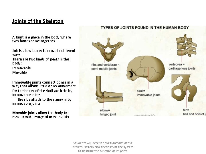 Joints of the Skeleton A Joint is a place in the body where two