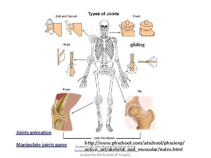 gliding Joints animation Manipulate joints game http: //www. phschool. com/atschool/phsciexp/ Students will describe the