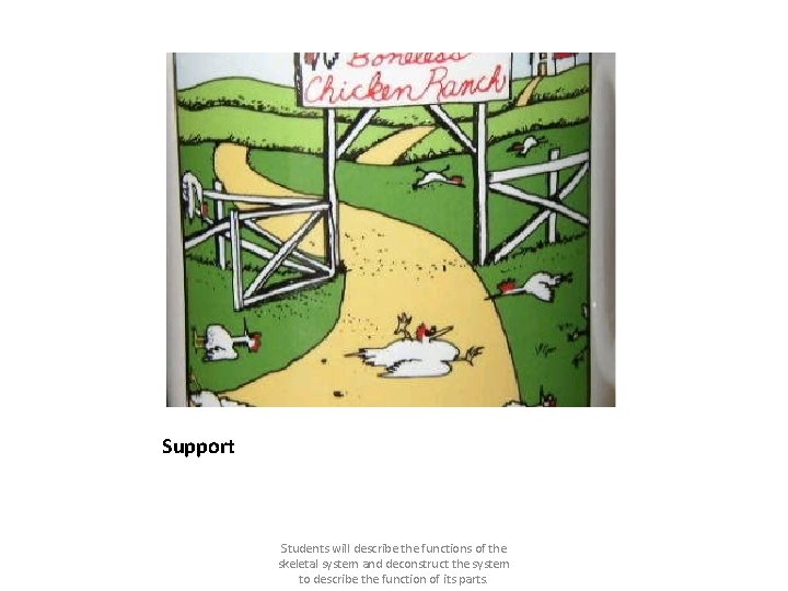 Support Students will describe the functions of the skeletal system and deconstruct the system