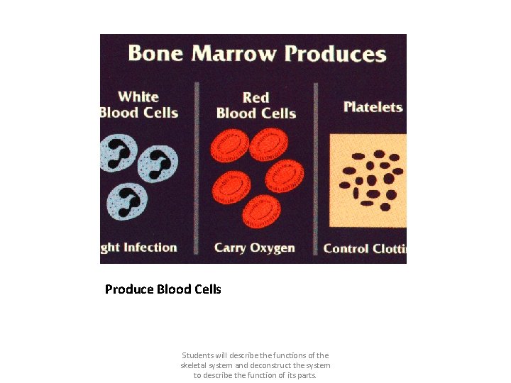 Produce Blood Cells Students will describe the functions of the skeletal system and deconstruct