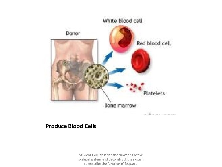 Produce Blood Cells Students will describe the functions of the skeletal system and deconstruct