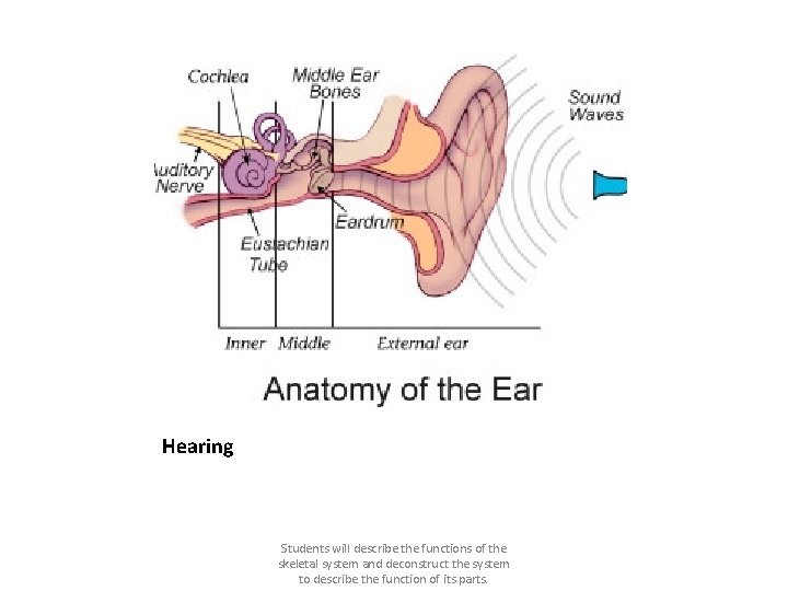 Hearing Students will describe the functions of the skeletal system and deconstruct the system