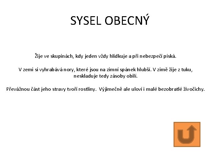 SYSEL OBECNÝ Žije ve skupinách, kdy jeden vždy hlídkuje a při nebezpečí píská. V