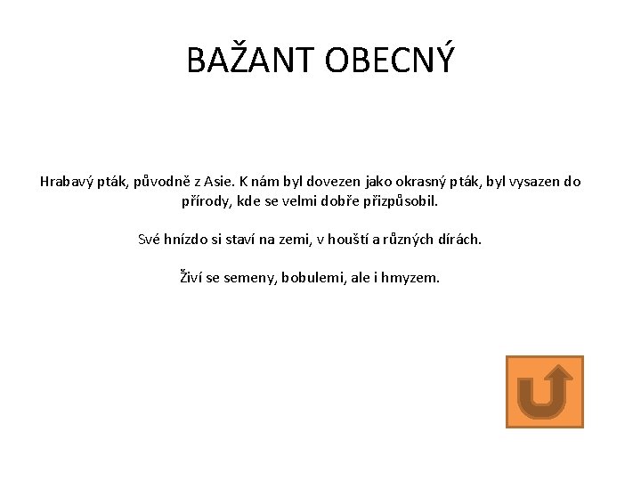 BAŽANT OBECNÝ Hrabavý pták, původně z Asie. K nám byl dovezen jako okrasný pták,