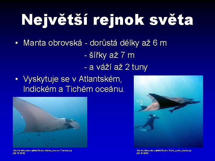 Největší rejnok světa • Manta obrovská - dorůstá délky až 6 m - šířky