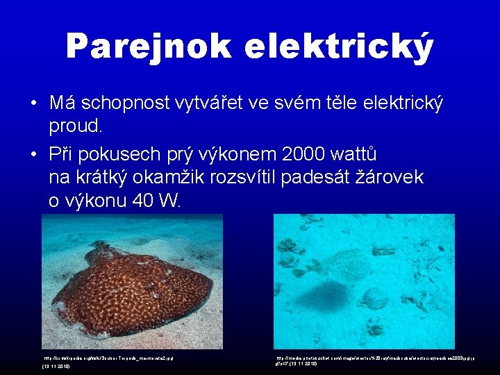 Parejnok elektrický • Má schopnost vytvářet ve svém těle elektrický proud. • Při pokusech