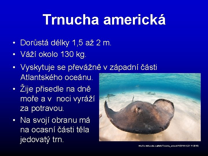 Trnucha americká • Dorůstá délky 1, 5 až 2 m. • Váží okolo 130