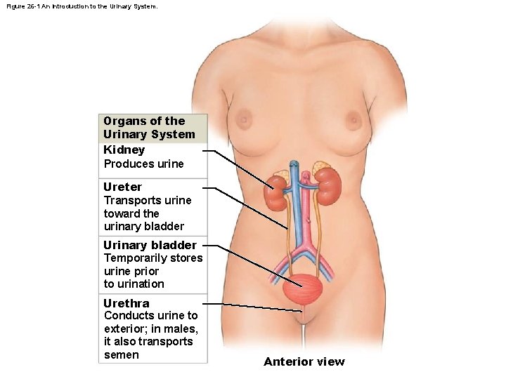 Figure 26 -1 An Introduction to the Urinary System. Organs of the Urinary System
