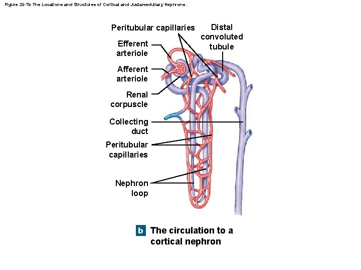 Figure 26 -7 b The Locations and Structures of Cortical and Juxtamedullary Nephrons. Peritubular