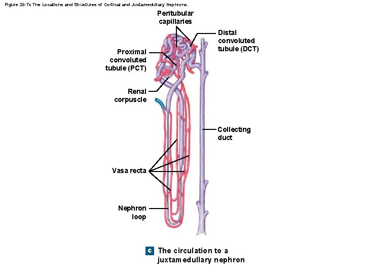 Figure 26 -7 c The Locations and Structures of Cortical and Juxtamedullary Nephrons. Peritubular