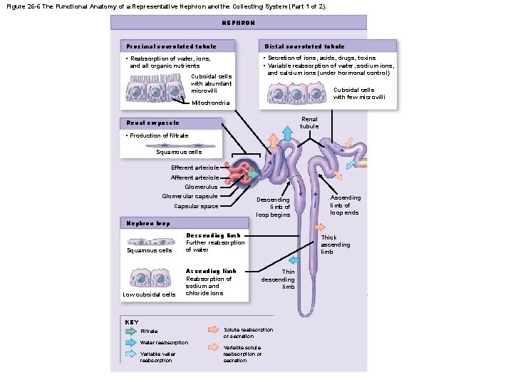 Figure 26 -6 The Functional Anatomy of a Representative Nephron and the Collecting System