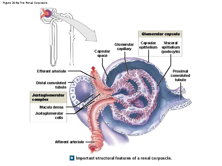 Figure 26 -8 a The Renal Corpuscle. Glomerular capsule Capsular space Efferent arteriole Glomerular