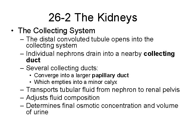 26 -2 The Kidneys • The Collecting System – The distal convoluted tubule opens