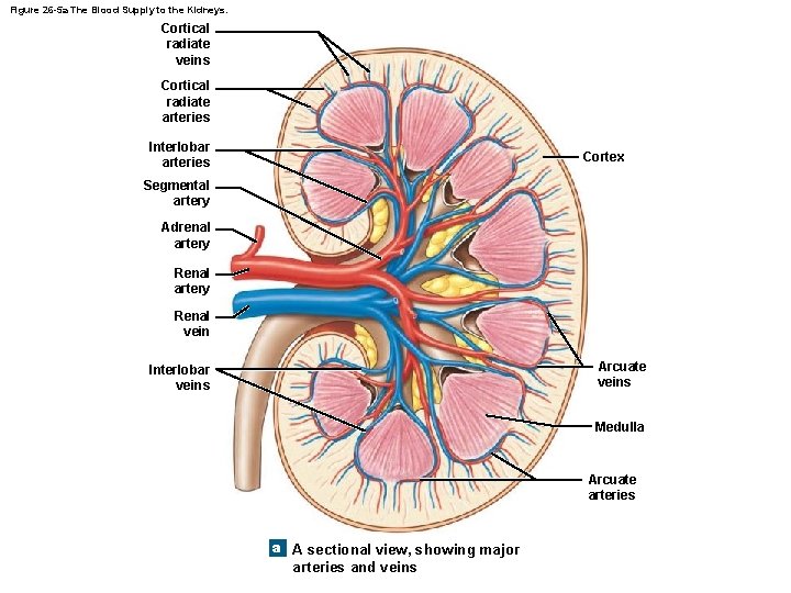 Figure 26 -5 a The Blood Supply to the Kidneys. Cortical radiate veins Cortical