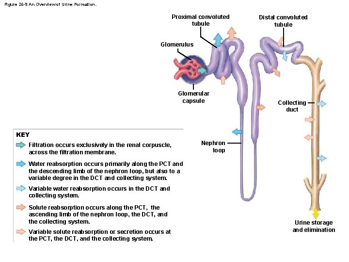 Figure 26 -9 An Overview of Urine Formation. Proximal convoluted tubule Distal convoluted tubule
