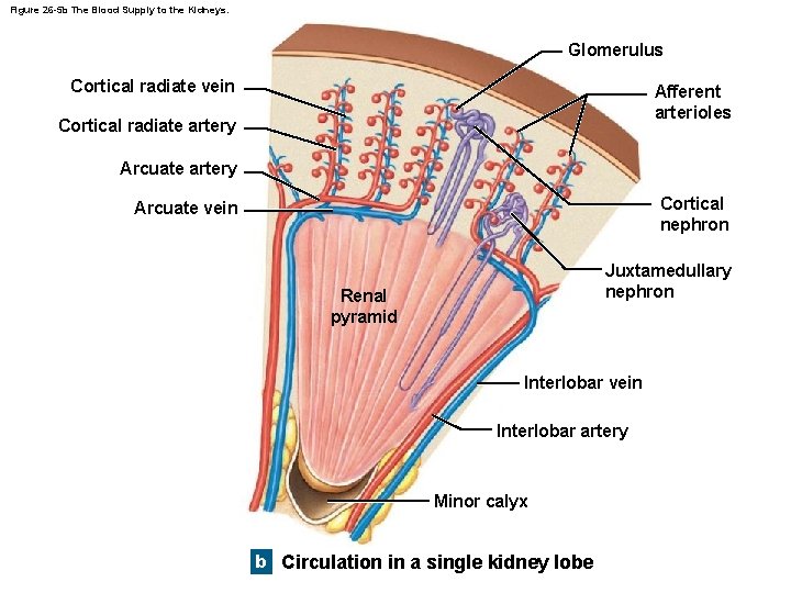 Figure 26 -5 b The Blood Supply to the Kidneys. Glomerulus Cortical radiate vein