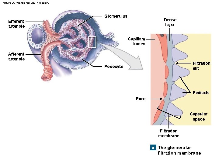 Figure 26 -10 a Glomerular Filtration. Glomerulus Dense layer Efferent arteriole Capillary lumen Afferent