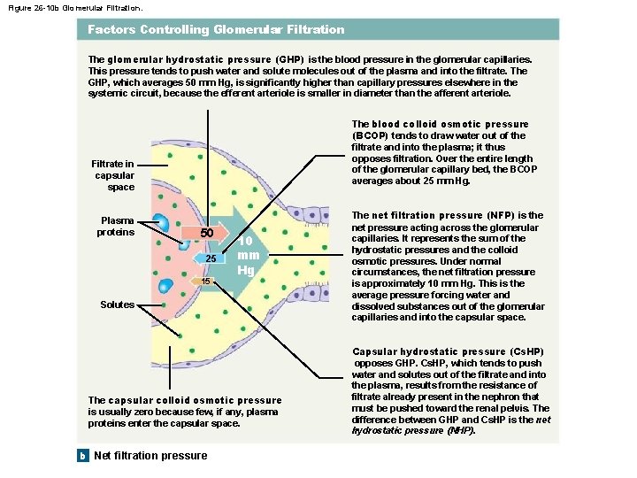 Figure 26 -10 b Glomerular Filtration. Factors Controlling Glomerular Filtration The glomerular hydrostatic pressure