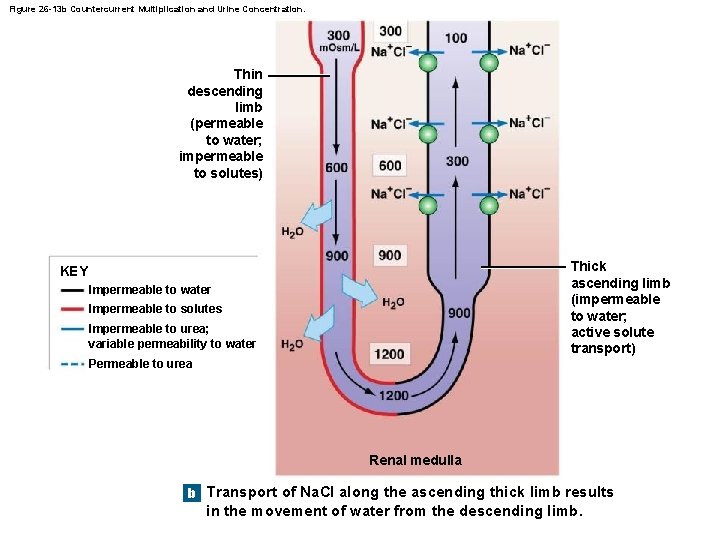 Figure 26 -13 b Countercurrent Multiplication and Urine Concentration. Thin descending limb (permeable to