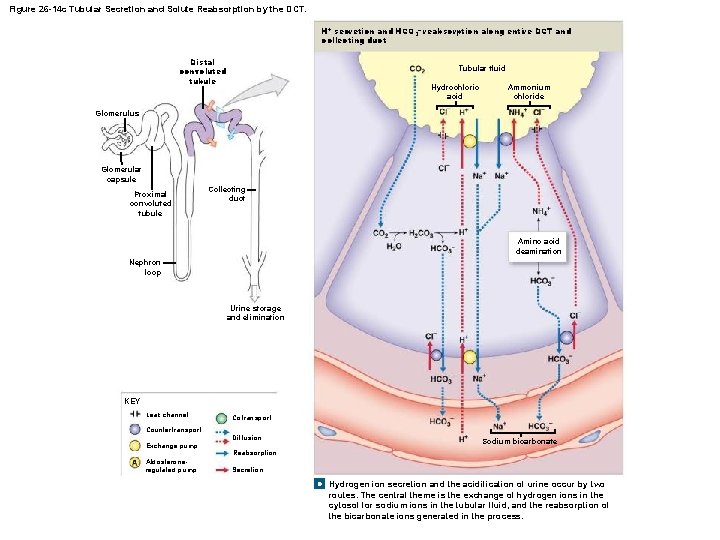 Figure 26 -14 c Tubular Secretion and Solute Reabsorption by the DCT. H+ secretion