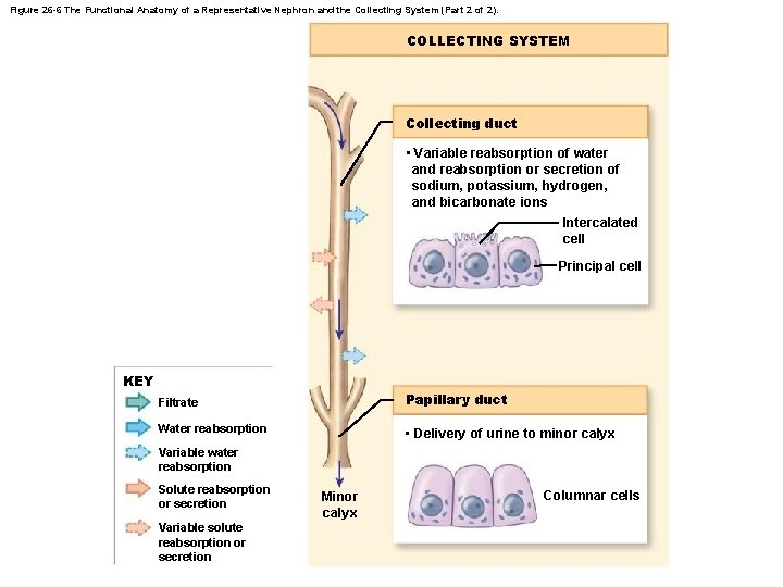 Figure 26 -6 The Functional Anatomy of a Representative Nephron and the Collecting System