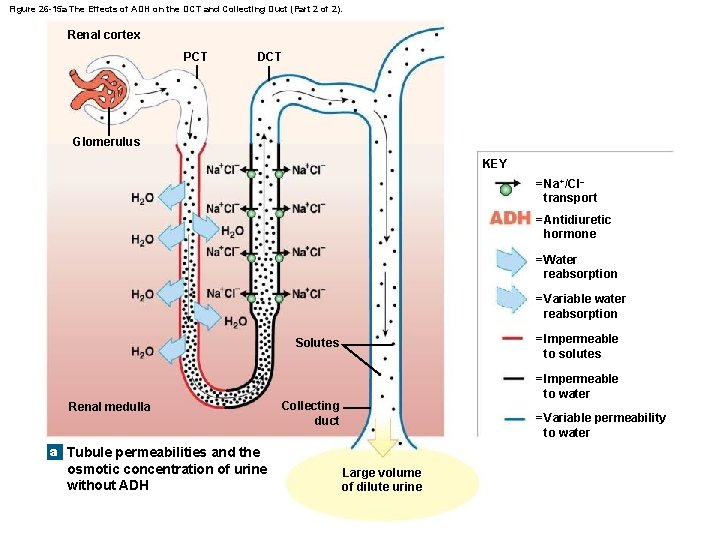 Figure 26 -15 a The Effects of ADH on the DCT and Collecting Duct
