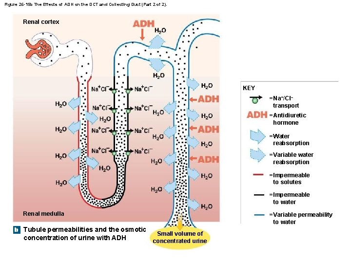 Figure 26 -15 b The Effects of ADH on the DCT and Collecting Duct