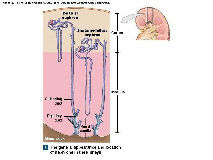 Figure 26 -7 a The Locations and Structures of Cortical and Juxtamedullary Nephrons. Cortical