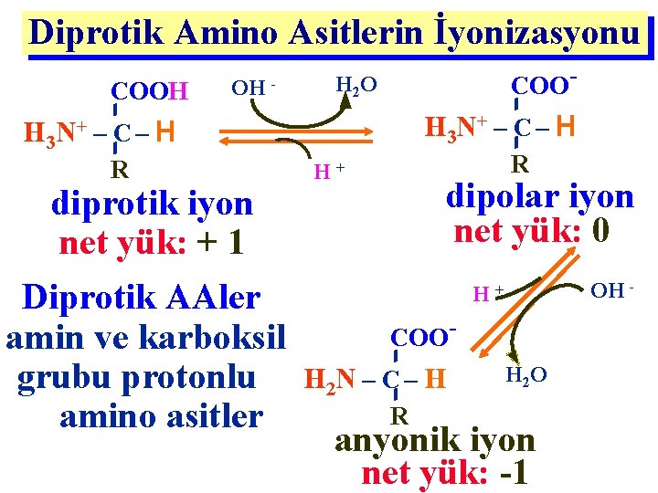 Diprotik Amino Asitlerin İyonizasyonu COOH OH - COO- H 2 O H 3 N+