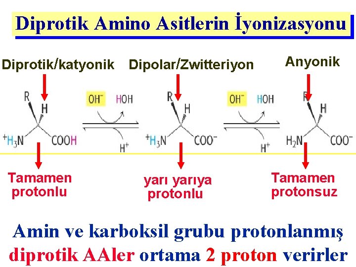 Diprotik Amino Asitlerin İyonizasyonu Diprotik/katyonik Tamamen protonlu Dipolar/Zwitteriyon yarıya protonlu Anyonik Tamamen protonsuz Amin