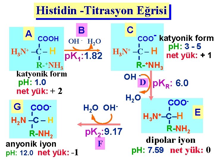 Histidin -Titrasyon Eğrisi A COOH OH - H H H 3 N+ –C –