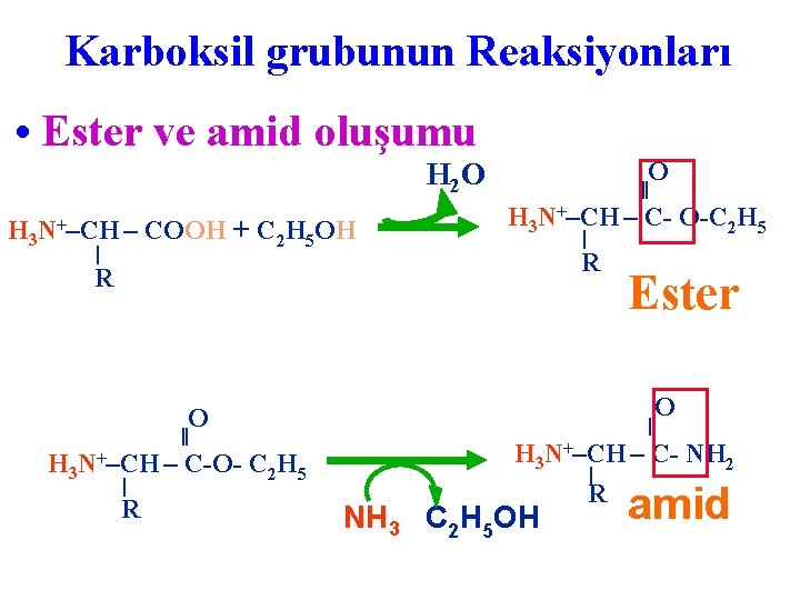 Karboksil grubunun Reaksiyonları • Ester ve amid oluşumu H 2 O ‖ +