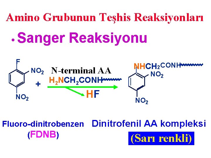 Amino Grubunun Teşhis Reaksiyonları • Sanger F NO 2 + NO 2 Reaksiyonu N-terminal