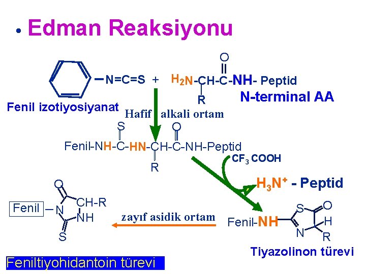 Reaksiyonu • Edman O N=C=S + H 2 N-CH-C-NH- Peptid R Fenil izotiyosiyanat Hafif