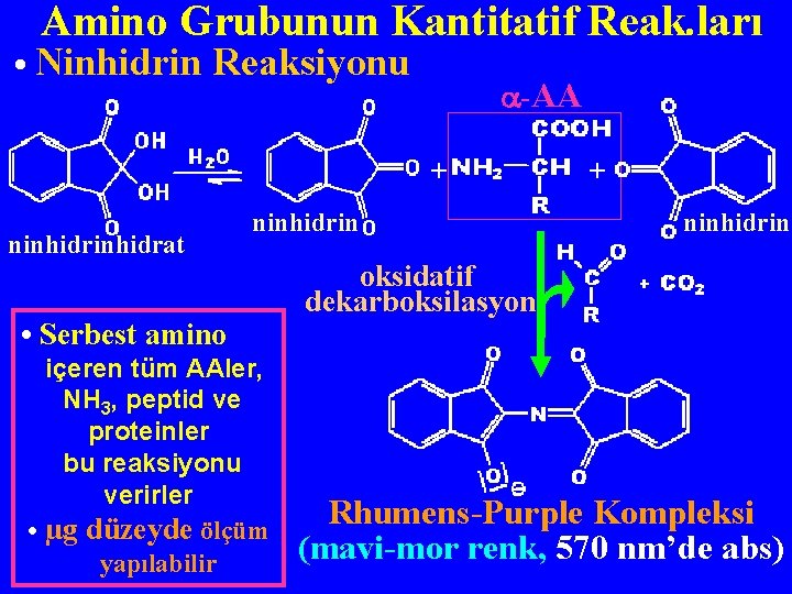 Amino Grubunun Kantitatif Reak. ları • Ninhidrin Reaksiyonu -AA + ninhidrat ninhidrin • Serbest