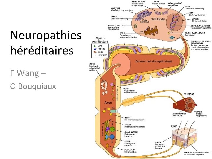 Neuropathies héréditaires F Wang – O Bouquiaux 