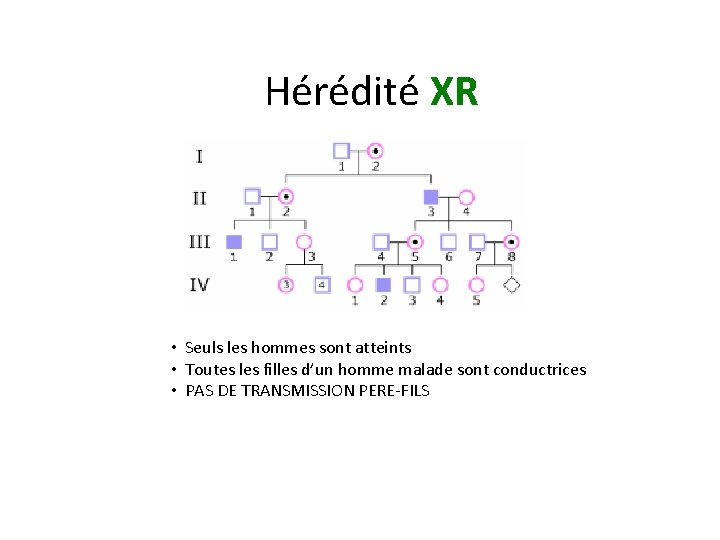 Hérédité XR • Seuls les hommes sont atteints • Toutes les filles d’un homme