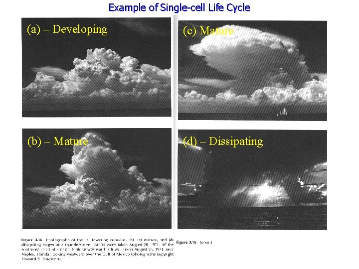 Example of Single-cell Life Cycle (a) – Developing (c) Mature (b) – Mature (d)